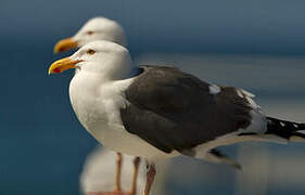 Western Gull