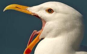 Western Gull