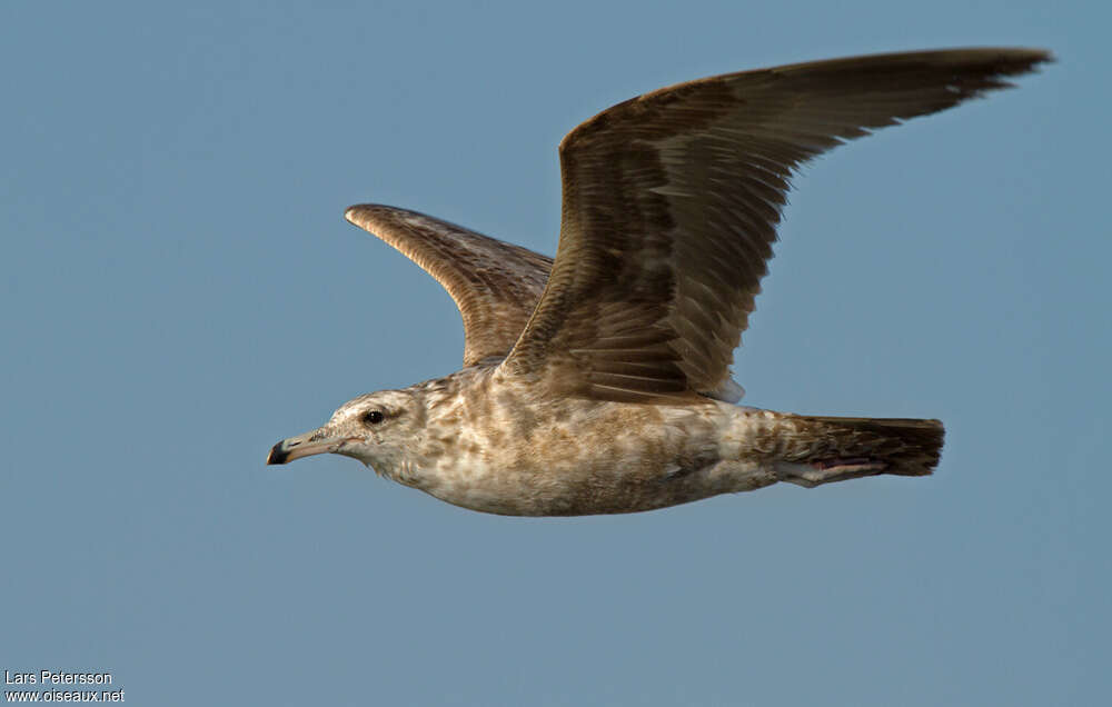 California Gull