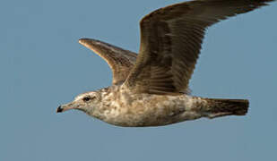 California Gull