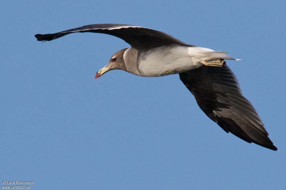 Sooty Gull