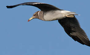 Sooty Gull