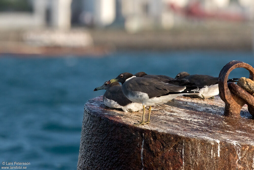 Sooty Gull