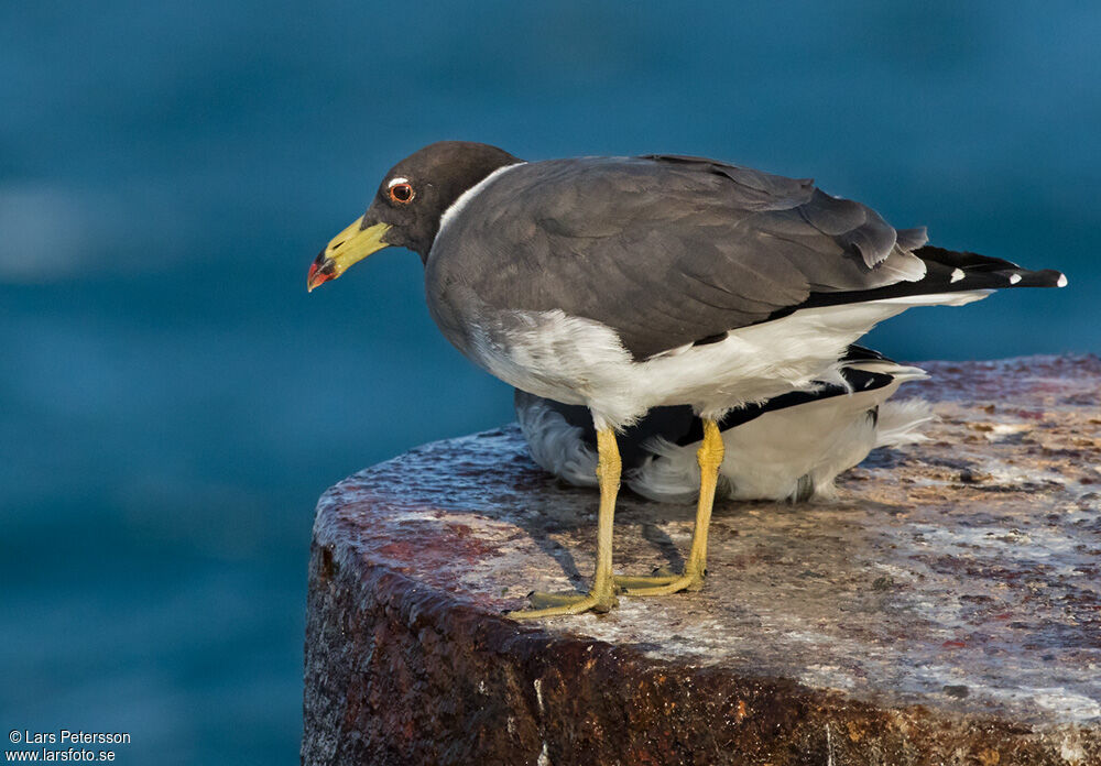 Sooty Gull