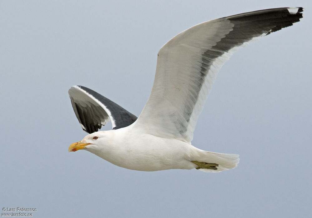 Kelp Gull