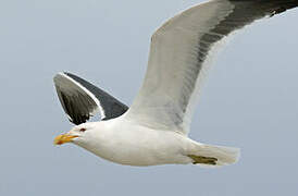 Kelp Gull