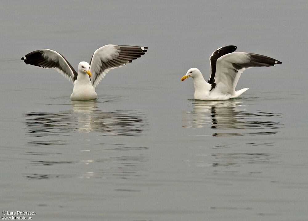 Kelp Gull