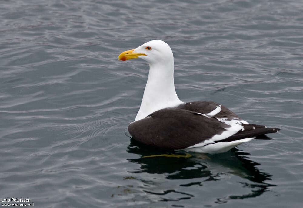 Goéland dominicainadulte, nage