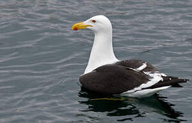 Kelp Gull