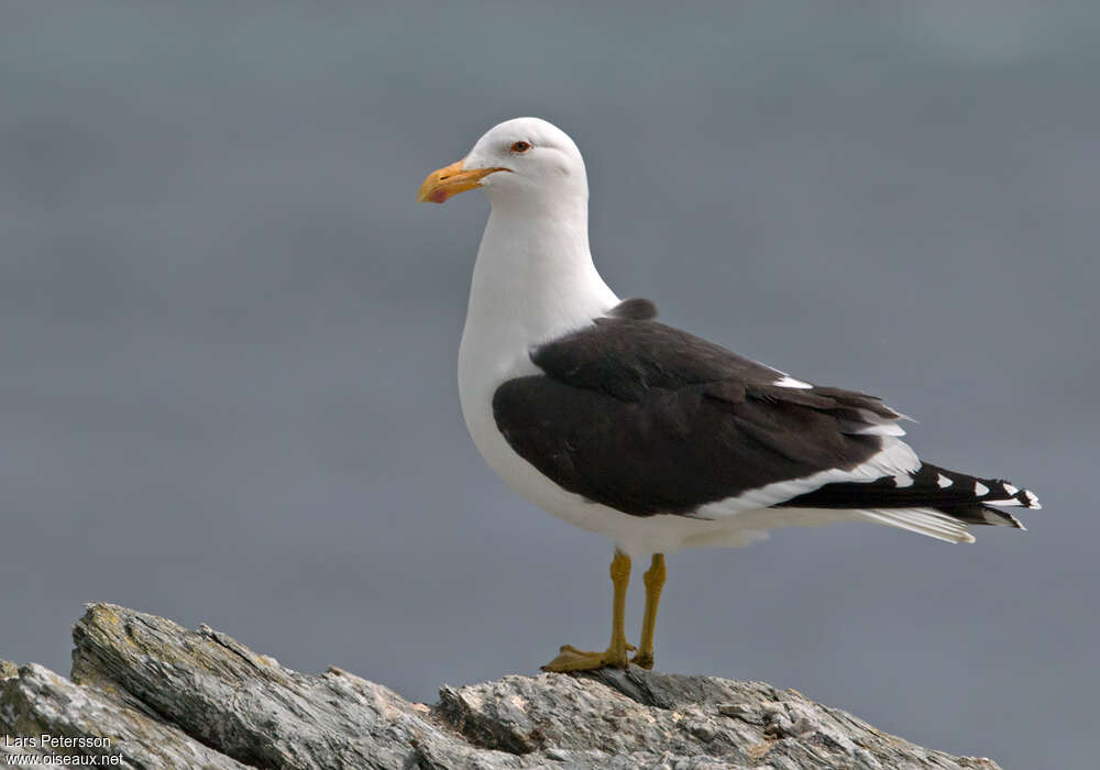 Goéland dominicainadulte, identification