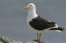 Kelp Gull