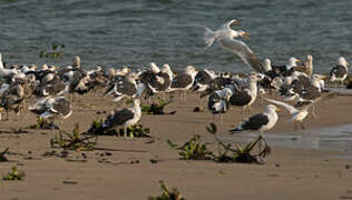 Kelp Gull