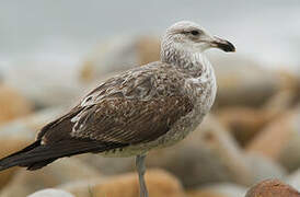 Kelp Gull