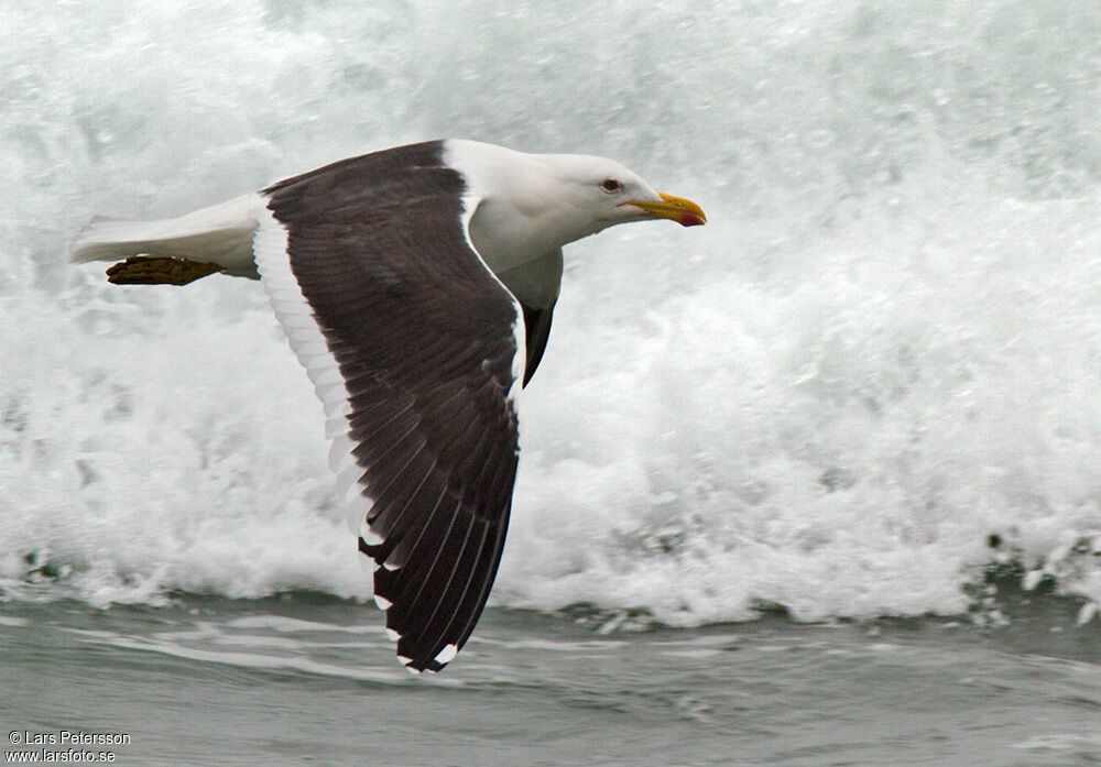 Kelp Gull