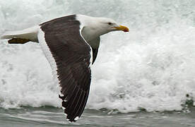 Kelp Gull