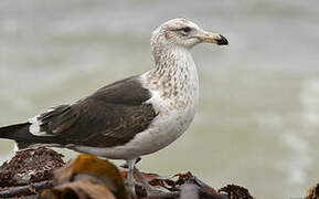 Kelp Gull