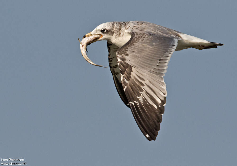 Pallas's GullFirst year, feeding habits