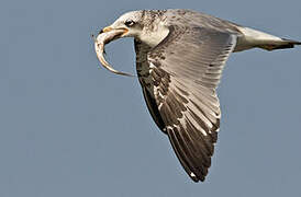 Pallas's Gull