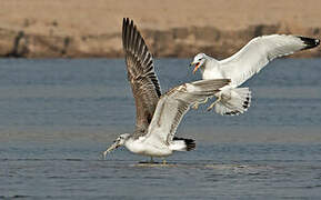 Pallas's Gull