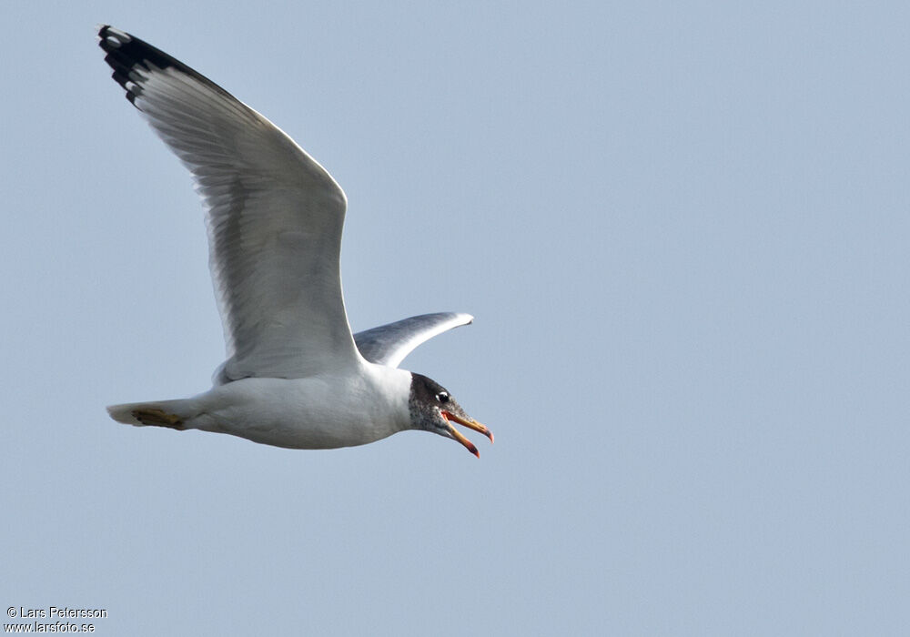 Pallas's Gull