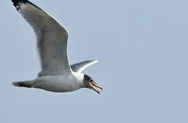 Pallas's Gull