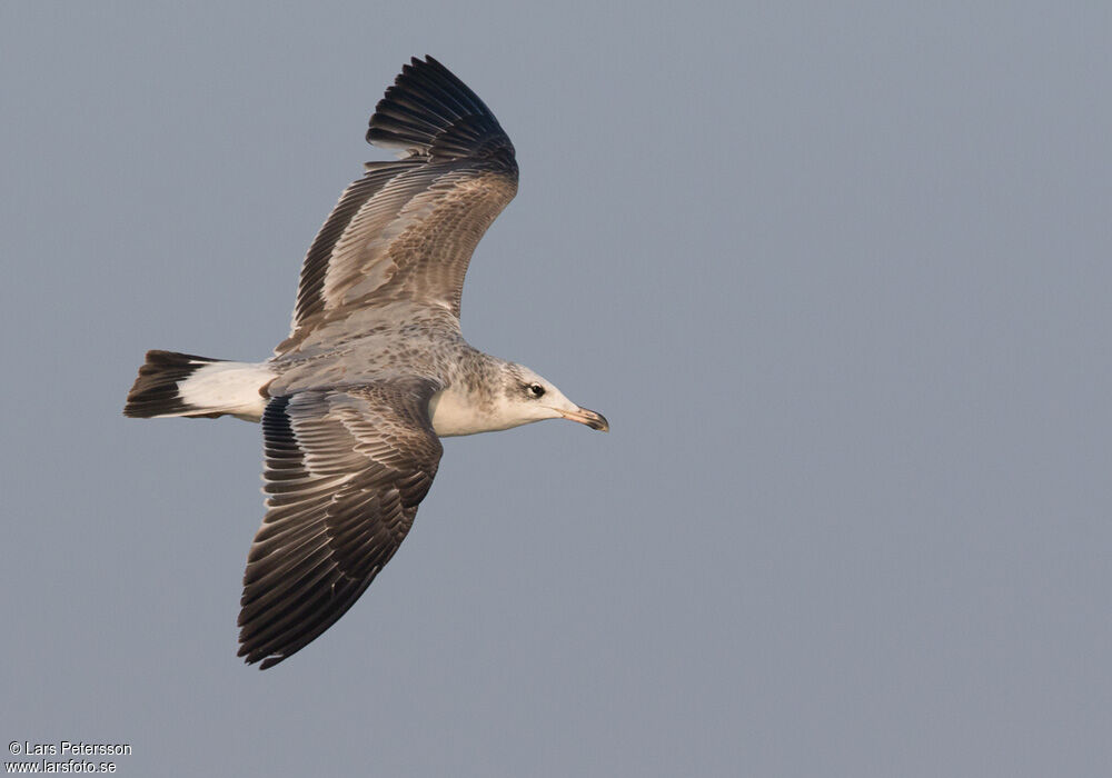 Pallas's Gull