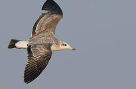 Pallas's Gull