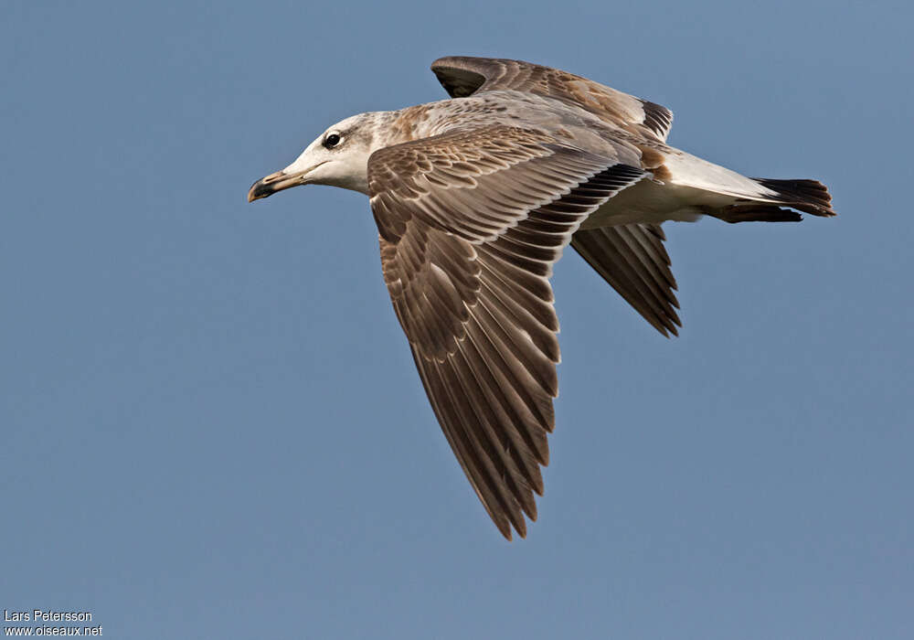 Pallas's GullFirst year, identification