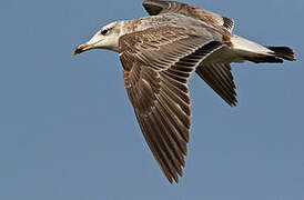 Pallas's Gull