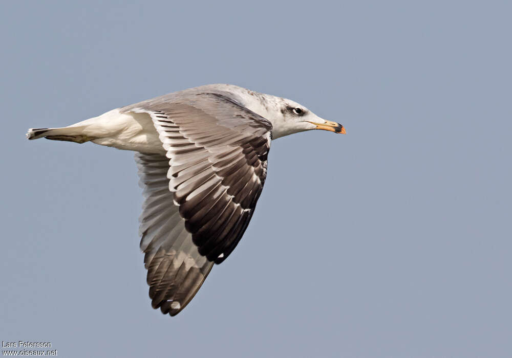 Pallas's GullSecond year, identification