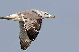 Pallas's Gull