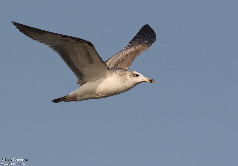 Pallas's Gull