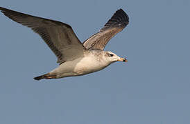 Pallas's Gull