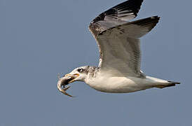 Pallas's Gull