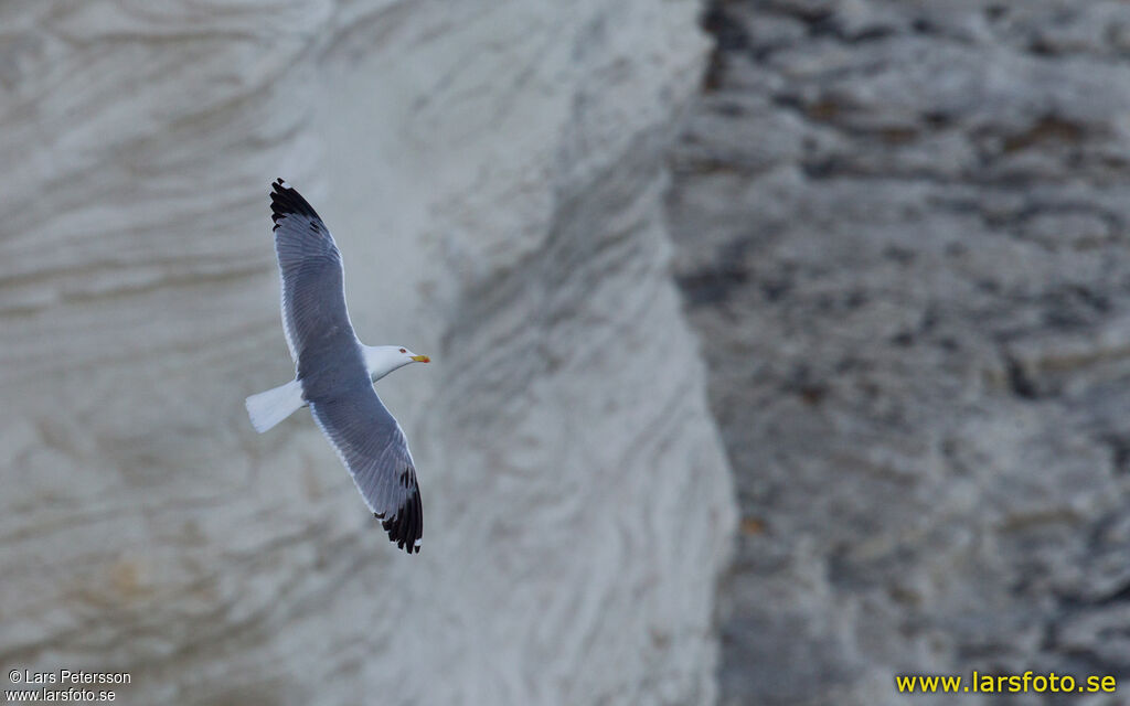 Yellow-legged Gull