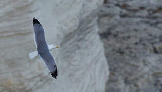 Yellow-legged Gull