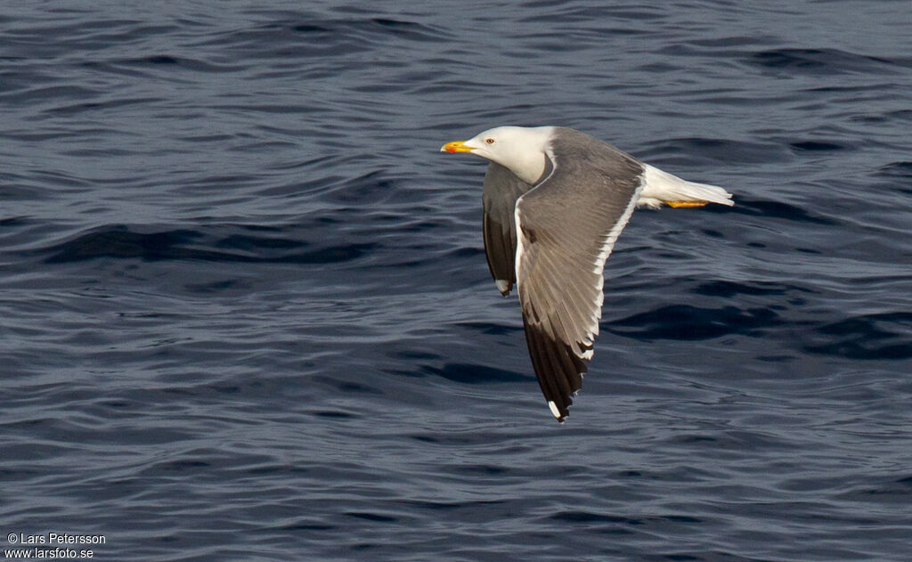 Yellow-legged Gull