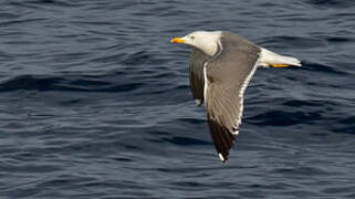 Yellow-legged Gull