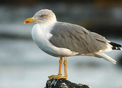 Yellow-legged Gull