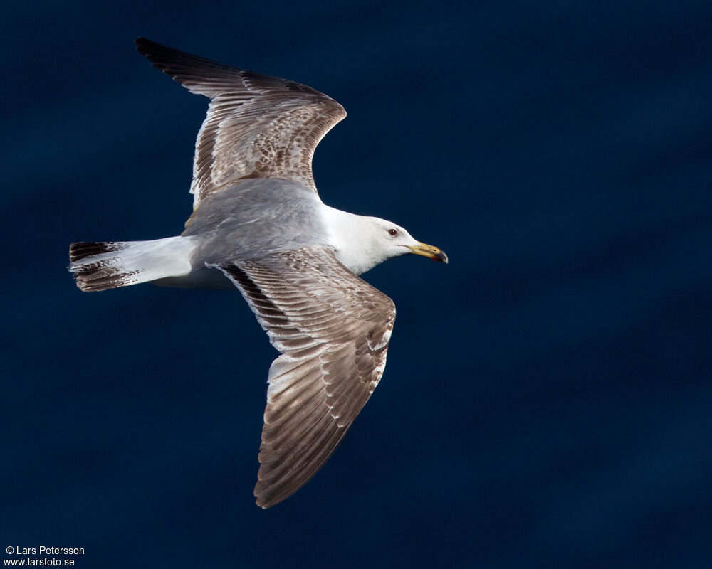 Yellow-legged Gull