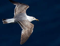 Yellow-legged Gull