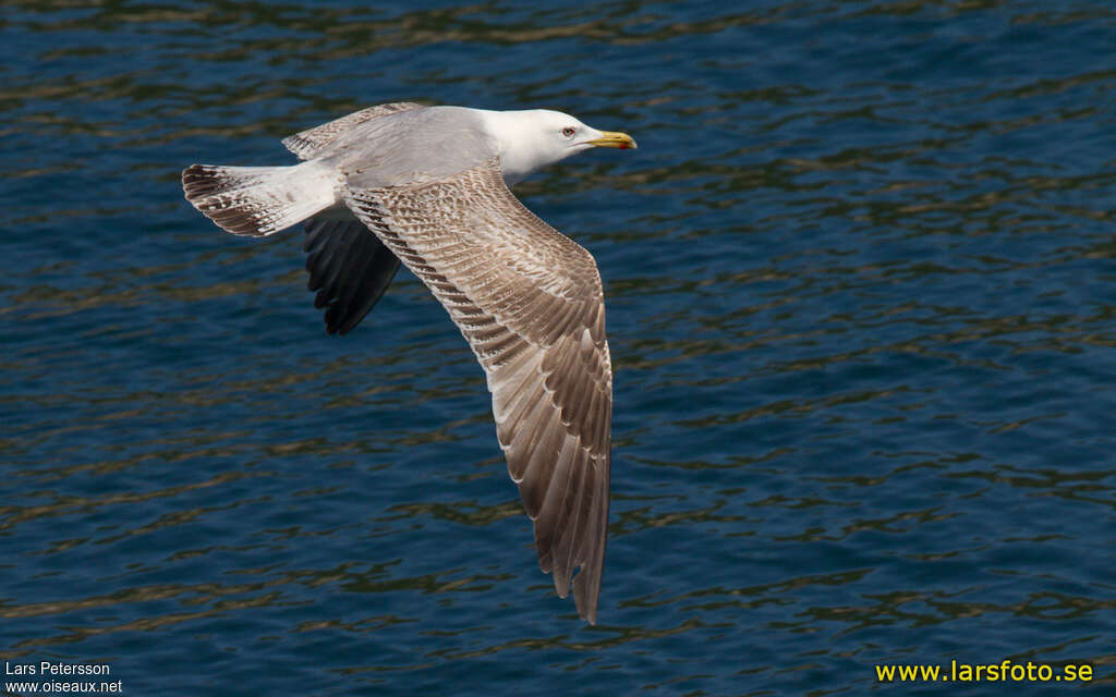 Yellow-legged GullThird  year, Flight