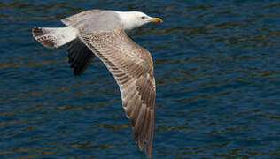 Yellow-legged Gull