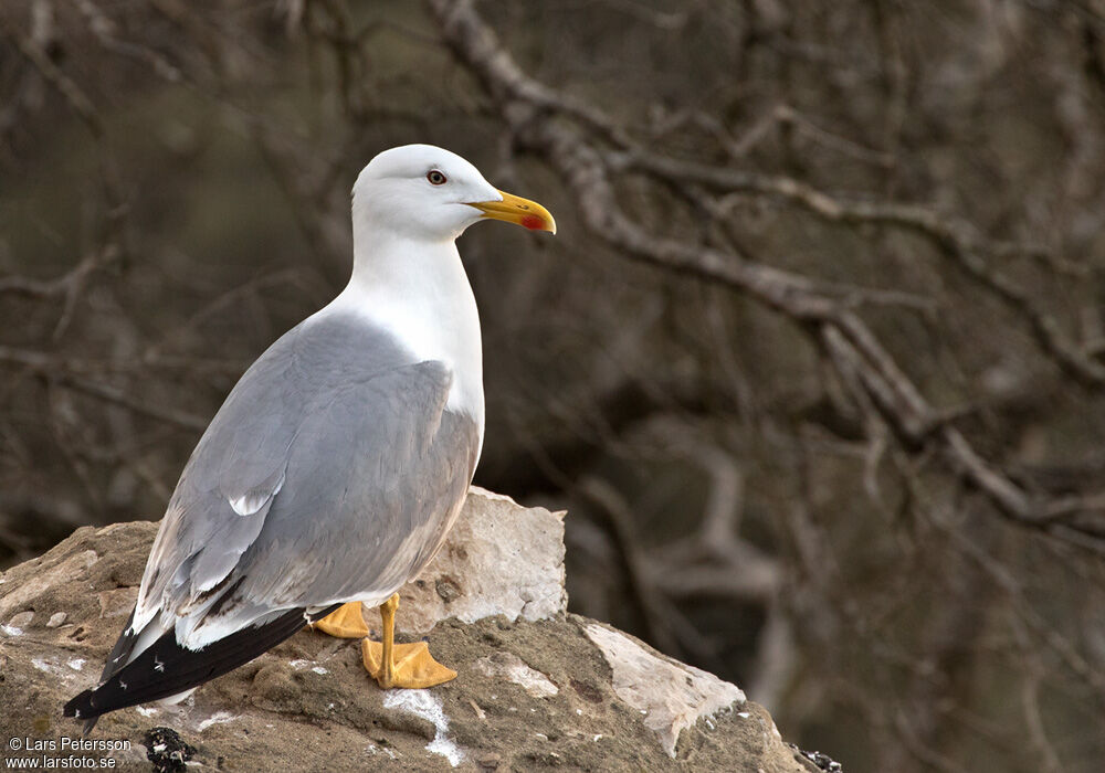 Yellow-legged Gull