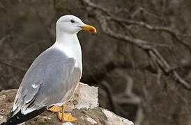 Yellow-legged Gull