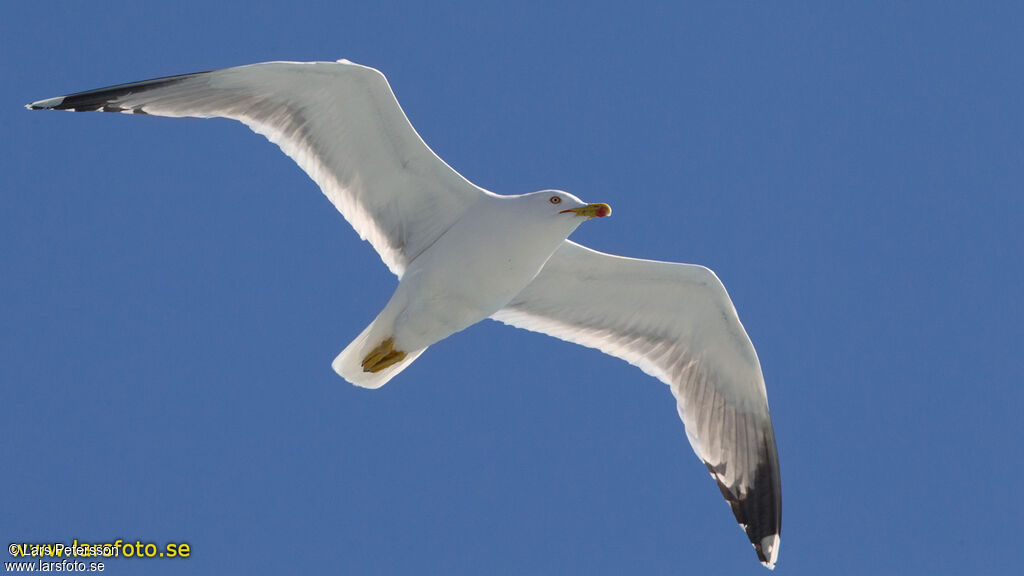 Yellow-legged Gull