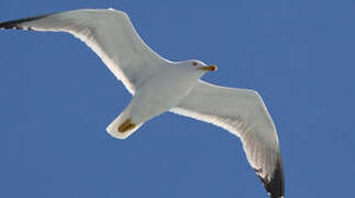 Yellow-legged Gull