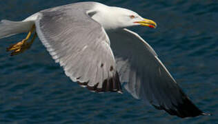 Yellow-legged Gull