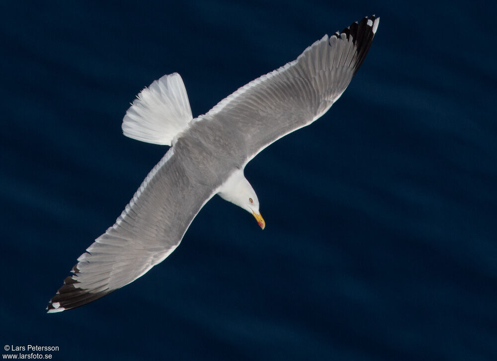 Yellow-legged Gull