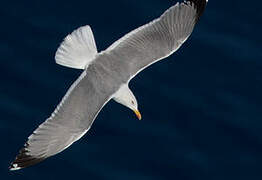 Yellow-legged Gull